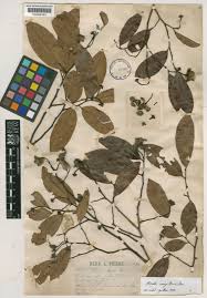 Image result for Sphaerocoryne gracilis