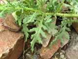 Image result for Senecio consanguineus