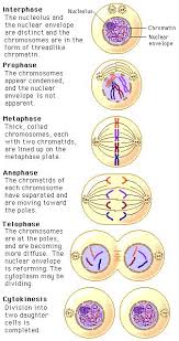 Are fairly typical of those of the filamentous fungi, with the. What Are The Order Of The Phases In Mitosis Socratic