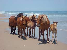 Mostly descendants of spanish mustangs left by explorers, these rugged pioneers survived the harsh landscape and thrived on their natural habitat. Corolla Wild Horses Currituck Outer Banks