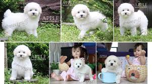 Available 1 Toy Poodle Putih Betina Anjing Poodle Anjingkita Com