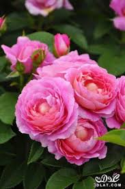 صور ورود 2020 اجمل صور زهور احلى صور ورود جميلة زينه Beautiful Flowers Hybrid Tea Roses Rose Flower