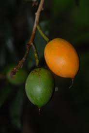 Image result for Mimusops obovata