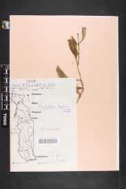 Image result for Ceropegia togoensis