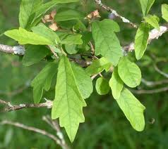 Image result for Karomia tettensis