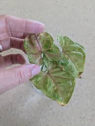 Image result for Synadenium angolense