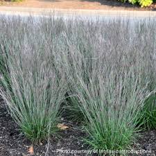 Image result for Schizachyrium jeffreysii