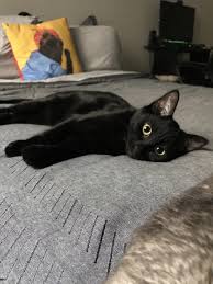 Reaper Is Fully Grown My Petite Y Sweetie Http Ift Tt 2fsyqn1 Pretty Cats Cats Kittens Cutest