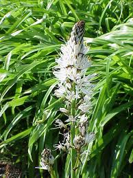 Image result for Asphodelaceae