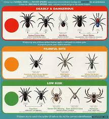 Pin By Brad Beatty On Cool Survival Tips Spider