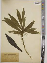 Image result for Hedythyrsus thamnoideus