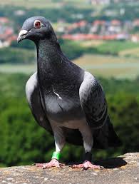 Ip Over Avian Carriers Wikipedia