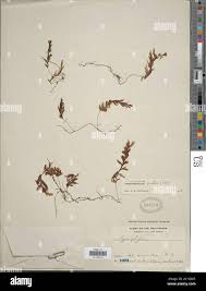 Image result for Hymenophyllum triangulare