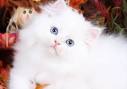 White Persian Kittens | White Persian Cats | Pure White ...
