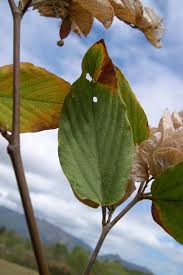 Image result for Flemingia strobilifera