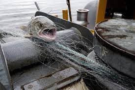 The Great Flathead Fish Fiasco The Great Flathead Fish Fiasco High Country News Know The West