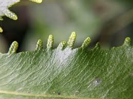 Image result for Lygodiaceae