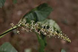 Image result for Phytolacca dodecandra