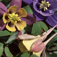 Aquilegia Honeydew