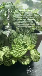 Maybe you would like to learn more about one of these? Zikir Hari Khamis Jomzikir Zikirkhamis