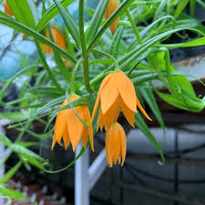 Image result for Littonia modesta