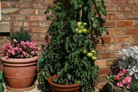 Also, the more soil, the more available nutrients for your plants. Growing Tomatoes In Pots