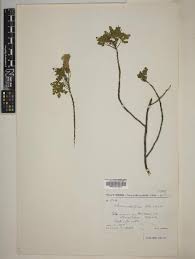 Image result for Hibiscus gwandensis