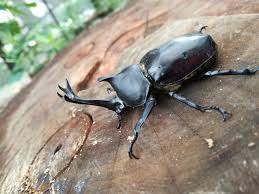 東京でカブトムシ・クワガタを探そう！採集&観察を楽しめる穴場10選 | 東京イベントプラス | 親子で楽しいお得な週末お出かけ情報