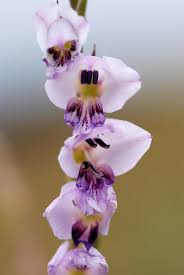 Image result for Gladiolus crassifolius