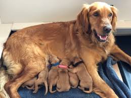 Sold Out Meggie And Rowdy Golden Retriever Puppies Stone Hearth Kennels
