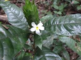 Image result for Lankesteria