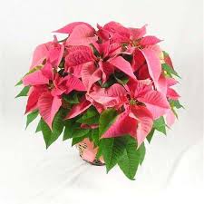 We did not find results for: Aurora Poinsettias Montgomery Oswego Yorkville Naperville Sugar Grove North Aurora Il