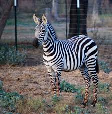 Image result for zebraffe