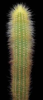 Wondering how much to water cacti? Pilosocereus Lanuginosus Cactus Lanuginosus Cephalocereus Backebergii Cephalocereus Claroviridis Plant Lust