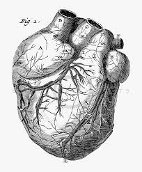 We did not find results for: Royalty Free Stock Vintage Illustrations Photo Keywords Old Anatomy Drawing Heart Hd Png Download Transparent Png Image Pngitem