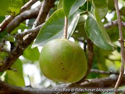 Image result for Xylocarpus