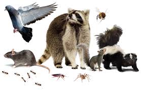 Terminix commercial's bird and wildlife technical manager, based in miami, fla., points to the mass. Feral Peril Wildlife Pest Control Regina Pigeon Control