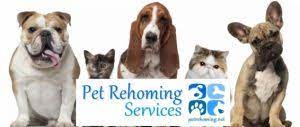 Visit your local gastonia petsmart store for essential pet supplies like food, treats and more from top brands. Private Gastonia Pet Rehoming Services Rehome A Dog Cat Puppy Kitten In Gastonia Nc