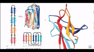 Protein Motifs And Domains Secondary Structure Of Proteins Youtube