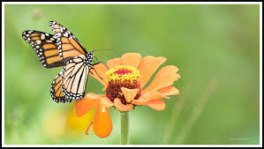 Chocolate butterflies with white sprinkles. Monarch Butterfly On Zinnia Flower Photograph By A Macarthur Gurmankin