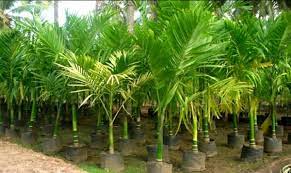 Jenis Tanaman Palem Hias Untuk Interior Rumah Primaberita