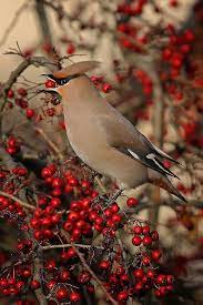 Cedar Waxwing On Winterberry Winterberry Ilex Verticillata Is A Deciduous Version Of Holly It Loses Its Leaves In Late Fall Beautiful Birds Birds Pet Birds