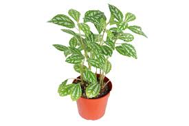 Image result for Pilea cadierei