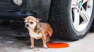 We would like to show you a description here but the site won't allow us. Animal Vs Car Crushing Videos Thumbnails Elsagate