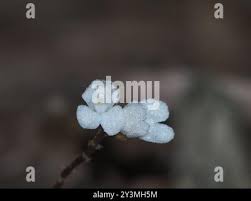 Image result for Didymoplexis