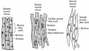 Smooth muscle tissue, unlike striated muscle, contracts slowly and automatically. Draw A Well Labelled Diagram Of Smooth Muscles Brainly In