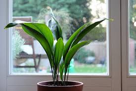 Aspidistra elatior - BBC Gardeners' World Magazine