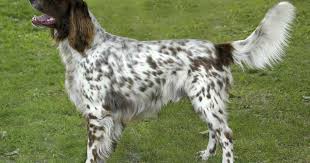 Image result for německý ohař dlouhosrstý