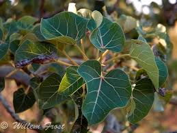 Image result for Ficus abutilifolia