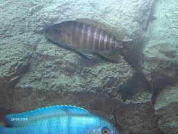 We did not find results for: Male Or Female Sunshine Peacock By Undefined Cichlids Com